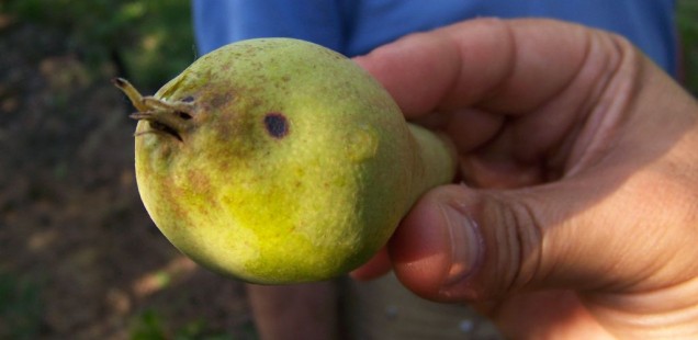 Un nouveau fongicide anti-tavelures polyvalent pour arbres fruitiers à pépins