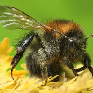 Augmenter le nombre d’insectes pollinisateurs pour améliorer les rendements agricoles ?
