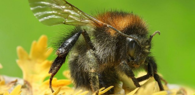 Augmenter le nombre d’insectes pollinisateurs pour améliorer les rendements agricoles ?