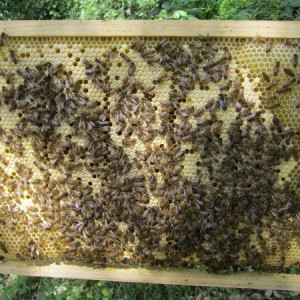 Le plan apicole durable prolongé pour deux années supplémentaires