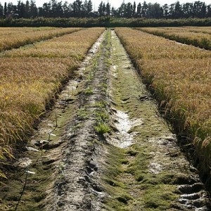 Que va permettre le séquençage du génome de 3 000 variétés de riz ?