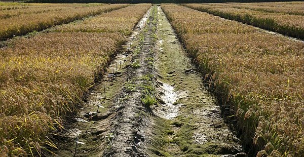 Que va permettre le séquençage du génome de 3 000 variétés de riz ?