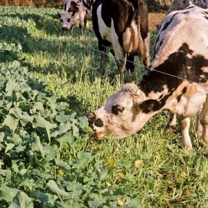 Confirmation d’un cas d’ESB en France : Un impact pour la filière bovine ?