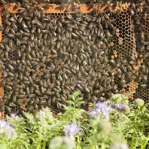Néonicotinoïdes : Entre rétropédalage des politiques et incompréhension du monde agricole