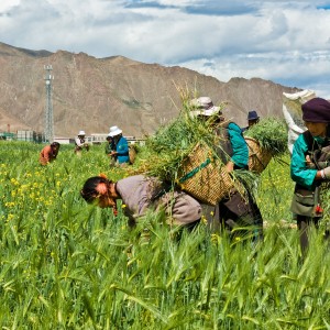 Pourquoi la politique agricole chinoise prend un virage stratégique !