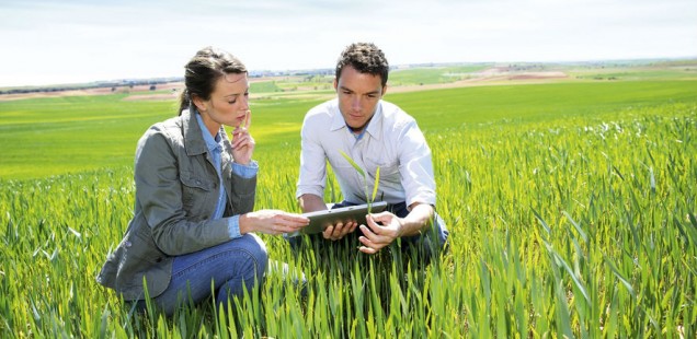 Agronomist looking at wheat quality with farmer