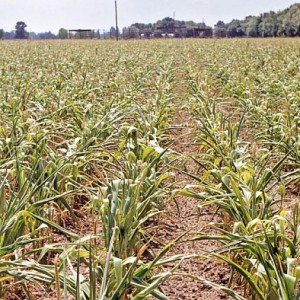 Pourquoi la blockchain pourrait bouleverser le secteur de l’assurance agricole !