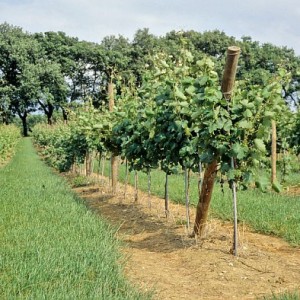 Lancement d’un site entièrement dédié au soutien des projets viticoles
