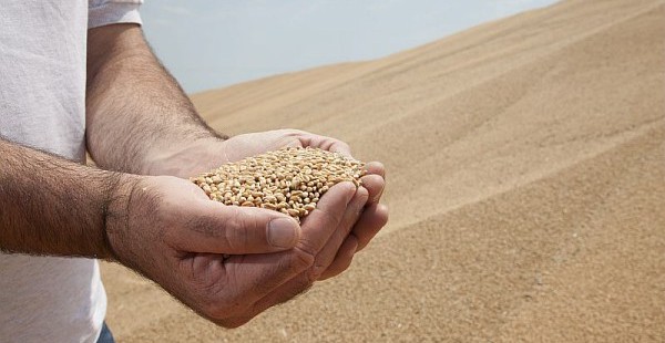 La production de blé européenne 2016 estimée à 143 millions de tonnes