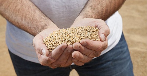 Récolte 2016 : Pourquoi l’ensemble des acteurs a tardé à prendre la mesure de l’ampleur du désastre !