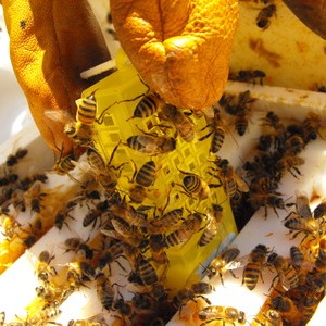 Déclin des abeilles : l’effet conjugué pesticide-parasite affecte aussi la survie des reines