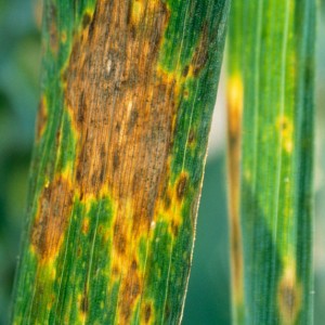 Syngenta France lance sa première solution SDHI en fongicides céréales