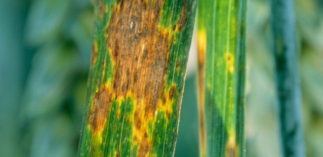 Syngenta France lance sa première solution SDHI en fongicides céréales