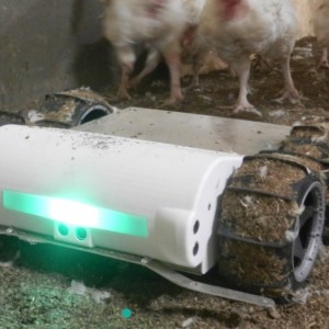 Un robot qui pousse les poules à pondre dans leurs nids !