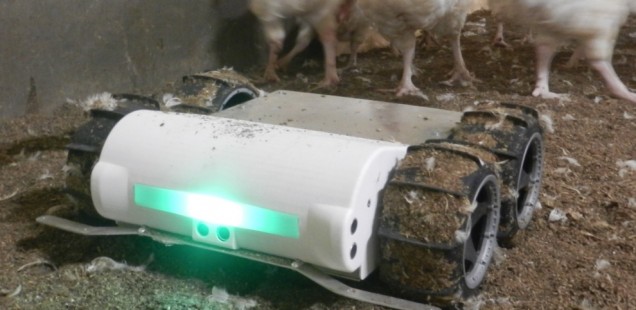 Un robot qui pousse les poules à pondre dans leurs nids !