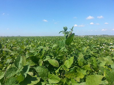 Le rythme de conversion en agriculture biologique n’a jamais été aussi soutenu