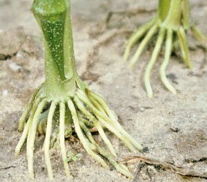 Comment les racines des plantes perçoivent les inondations et y répondent !