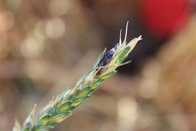 Le marché fongicide 2016 a moins progressé que la pression parasitaire pouvait le laisser entendre !