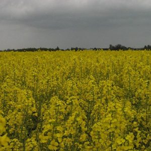 Les agriculteurs seraient davantage exposés au suicide