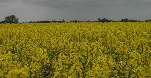 Les agriculteurs seraient davantage exposés au suicide