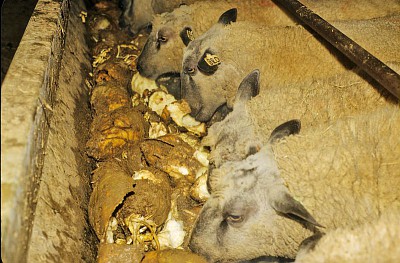 Le secteur de la nutrition animale confronté à une baisse importante de l’activité
