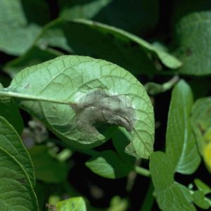 Belchim lance un nouveau fongicide pour pomme de terre