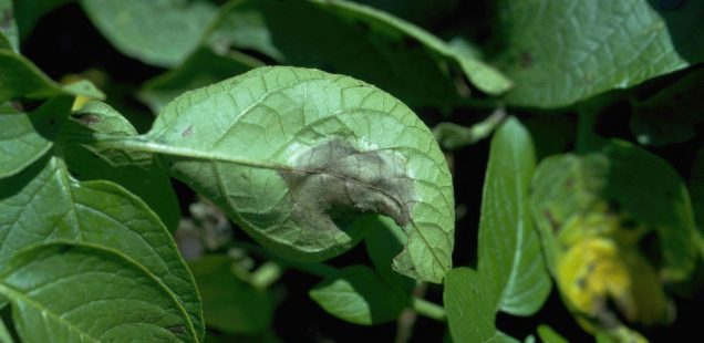 Belchim lance un nouveau fongicide pour pomme de terre