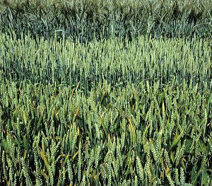 Le printemps sec de 2020 a été favorable à la santé du blé