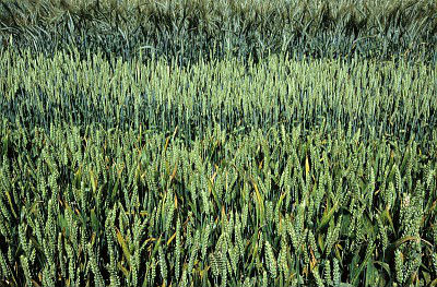 Des scientifiques britanniques annoncent un nouveau « superplant » de blé !