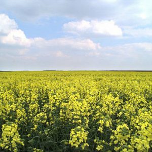 L’Unifa veut convaincre les agriculteurs d’investir dans les fumures de fond