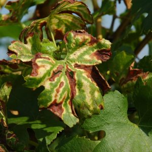 Lancement de la première chaire industrielle en agronomie pour lutter contre les maladies du bois de la vigne