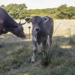 Comment expliquer le faible taux de naissances après clonage chez les bovins ?