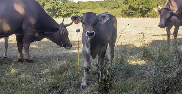 Comment expliquer le faible taux de naissances après clonage chez les bovins ?