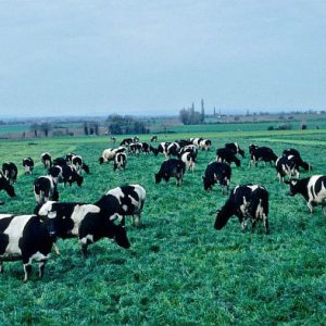 La production mondiale de lait a diminué en 2016
