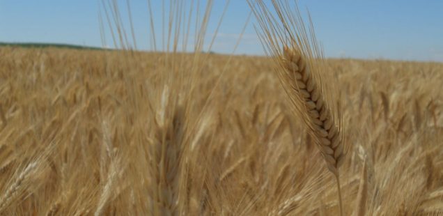 “Le Tritordeum : une nouvelle céréale qui arrive en France sur un modèle de filière durable et responsable », par Lucile Gauchet (Agrasys)