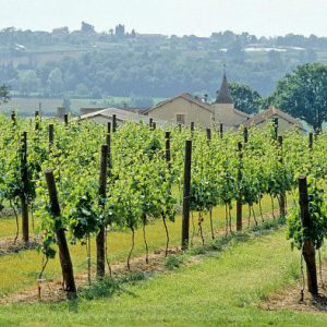 L’INRA présente son plan de déploiement de variétés de vignes résistantes aux maladies foliaires