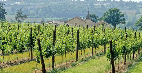 L’INRA présente son plan de déploiement de variétés de vignes résistantes aux maladies foliaires