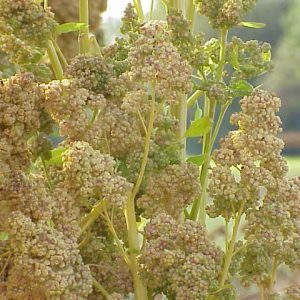 La séquençage du génome du quinoa pourrait permettre la généralisation de sa culture à travers le monde