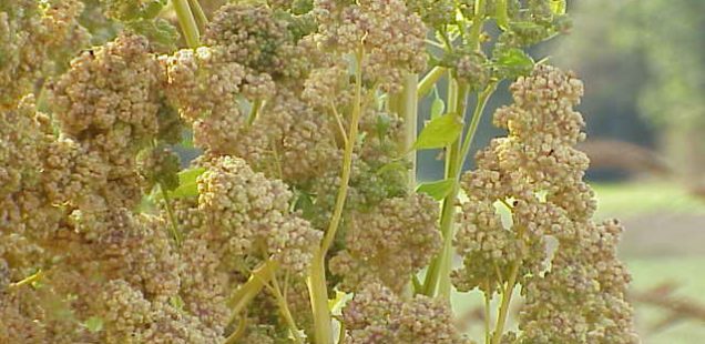 La séquençage du génome du quinoa pourrait permettre la généralisation de sa culture à travers le monde