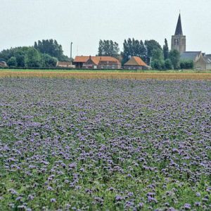 Quelle est l’évolution de la biodiversité lors du processus de restauration de sols mis en jachère ?