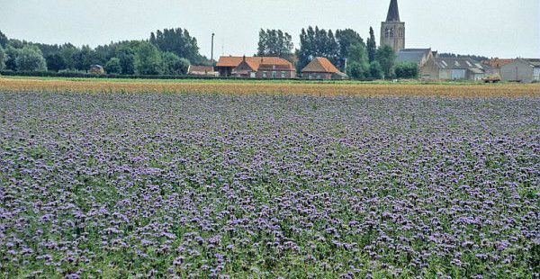 Quelle est l’évolution de la biodiversité lors du processus de restauration de sols mis en jachère ?