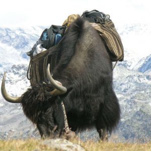 Ces gènes bovins qui rendent le yak plus docile