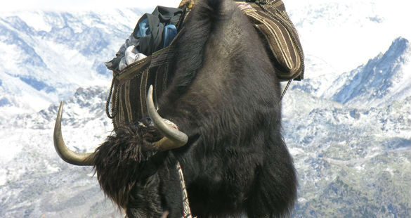 Ces gènes bovins qui rendent le yak plus docile