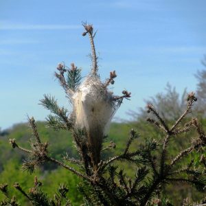 Koppert étend son piège Buxatrap à la processionnaire du pin