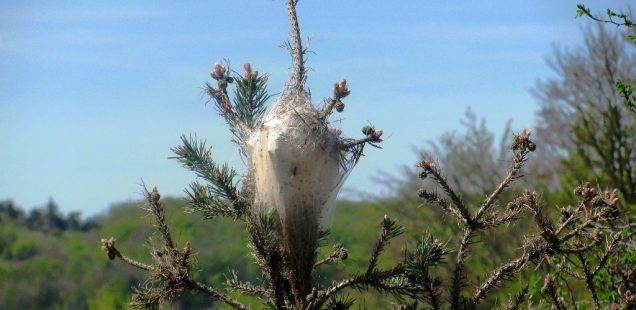 Koppert étend son piège Buxatrap à la processionnaire du pin