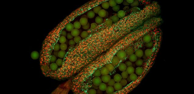 Comment les organes végétaux changent d’identité !