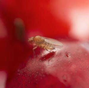 On sait pourquoi Drosophila suzukii cause de si gros dégâts aux cultures de fruits !