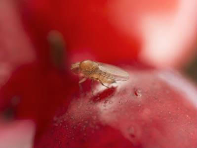 On sait pourquoi Drosophila suzukii cause de si gros dégâts aux cultures de fruits !