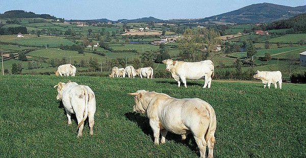 Déterminisme génétique de la taille chez les bovins : de nombreux gènes impliqués