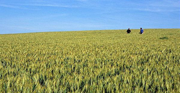 Le potentiel des céréales est-il déjà entamé pour la saison 2017 ?